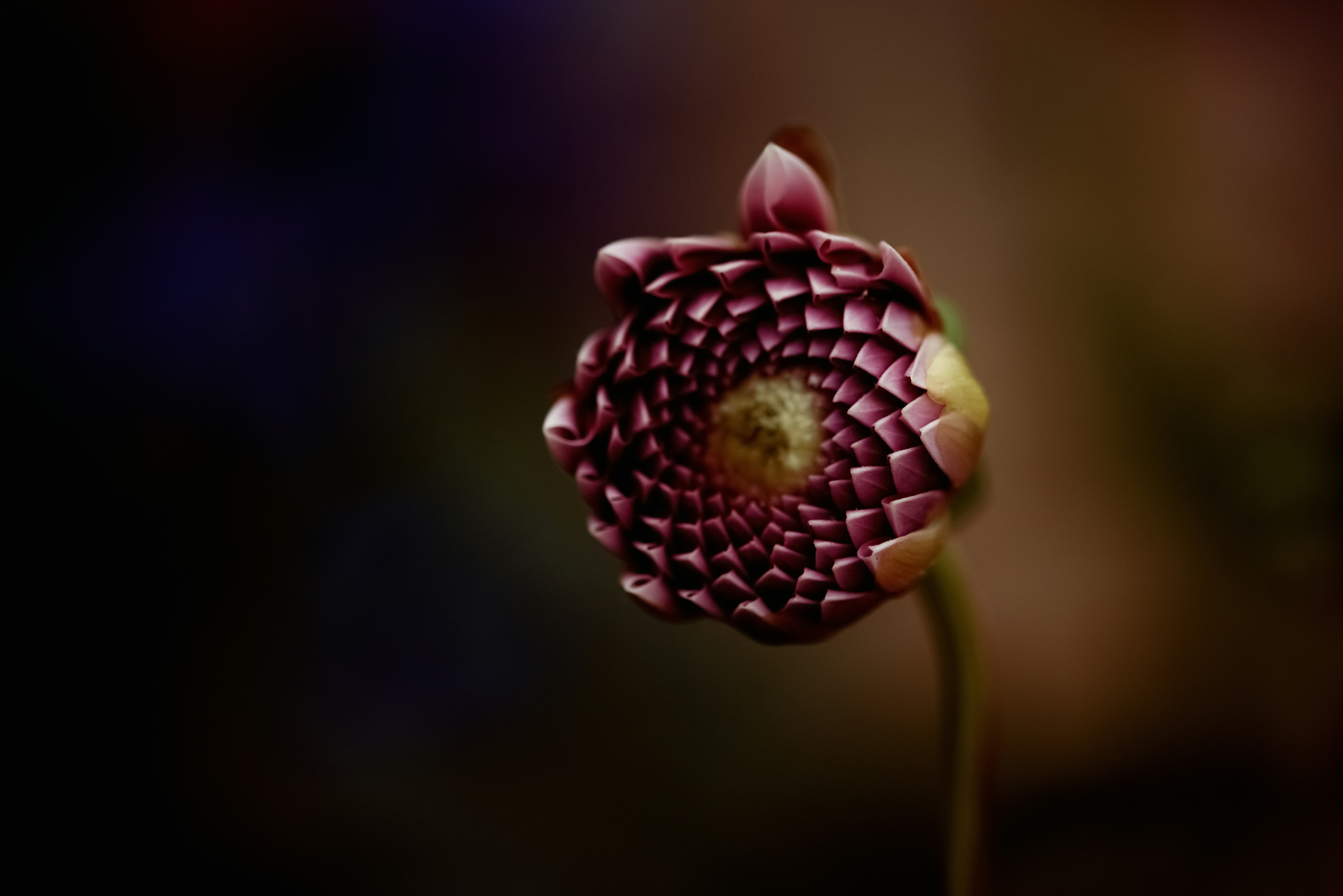 Photo by lauraadaiphoto