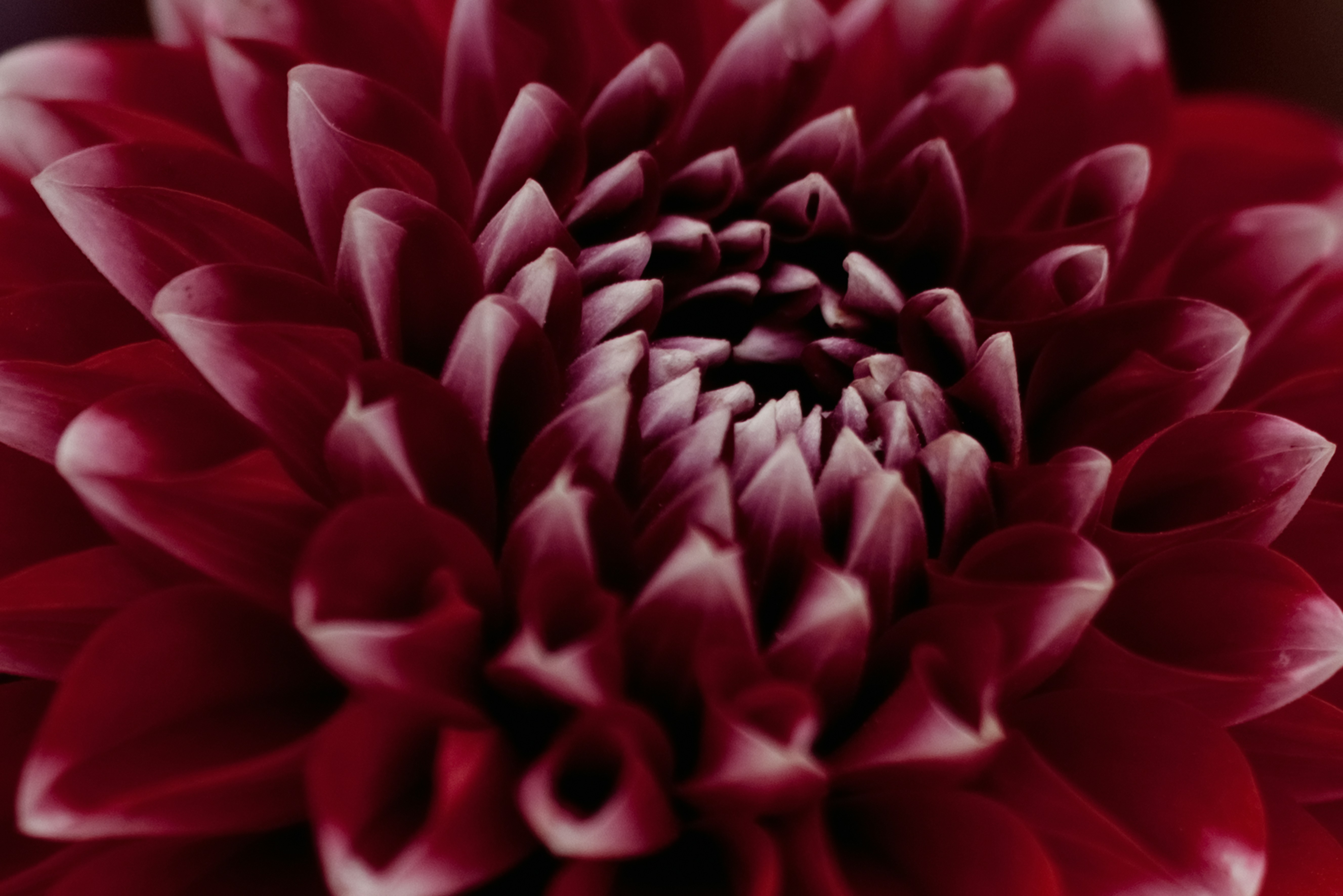 Photo by lauraadaiphoto