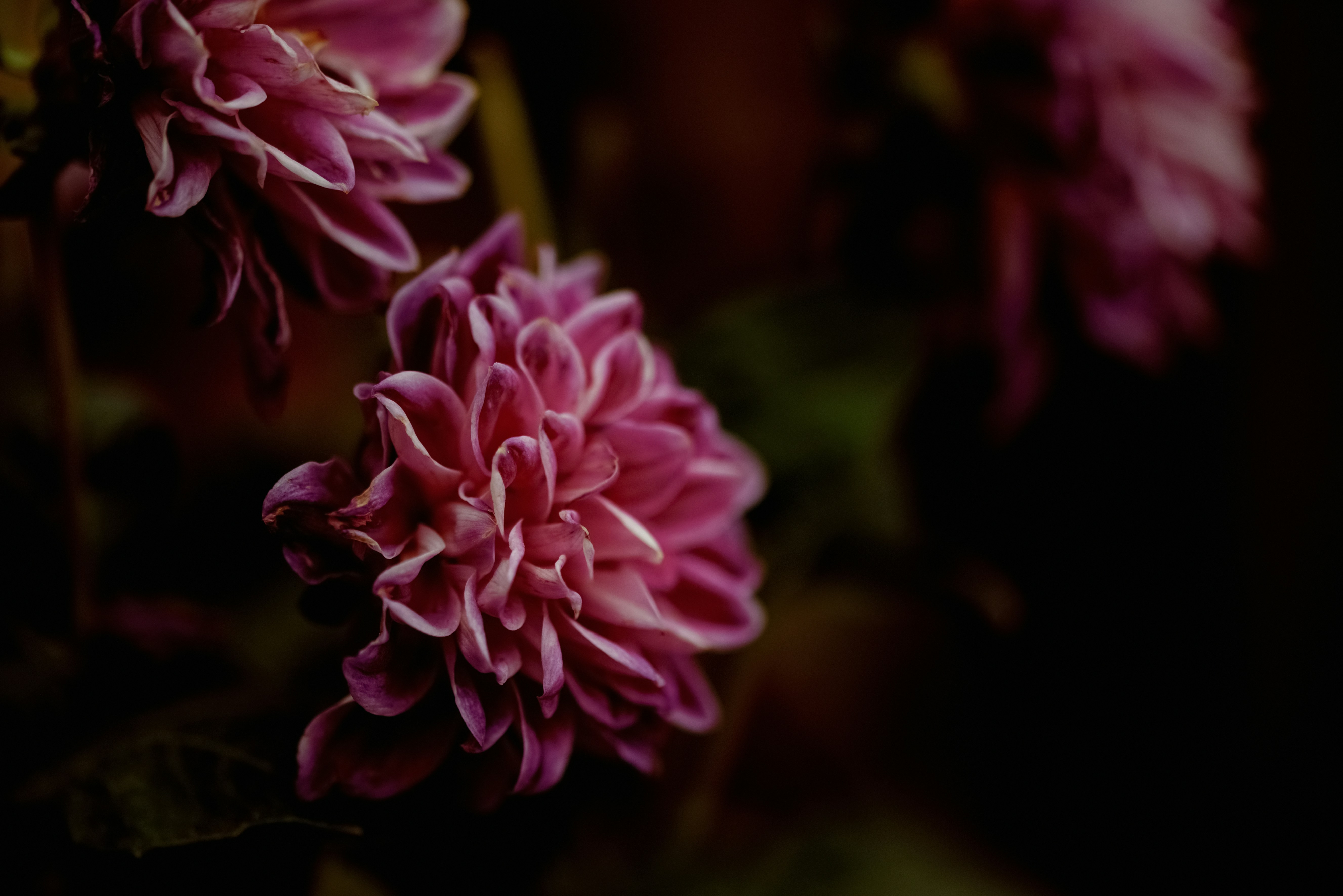 Photo by lauraadaiphoto