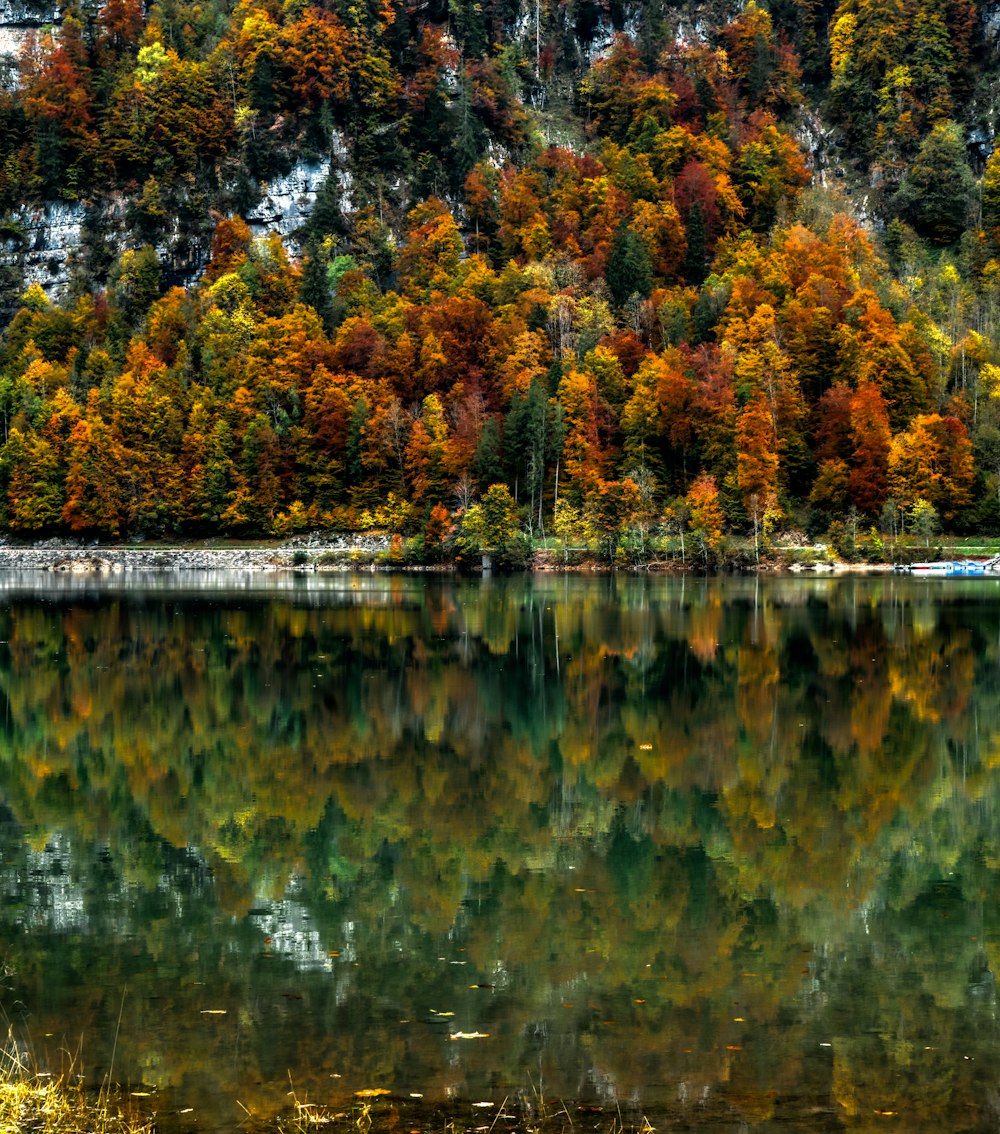 a body of water with trees around it