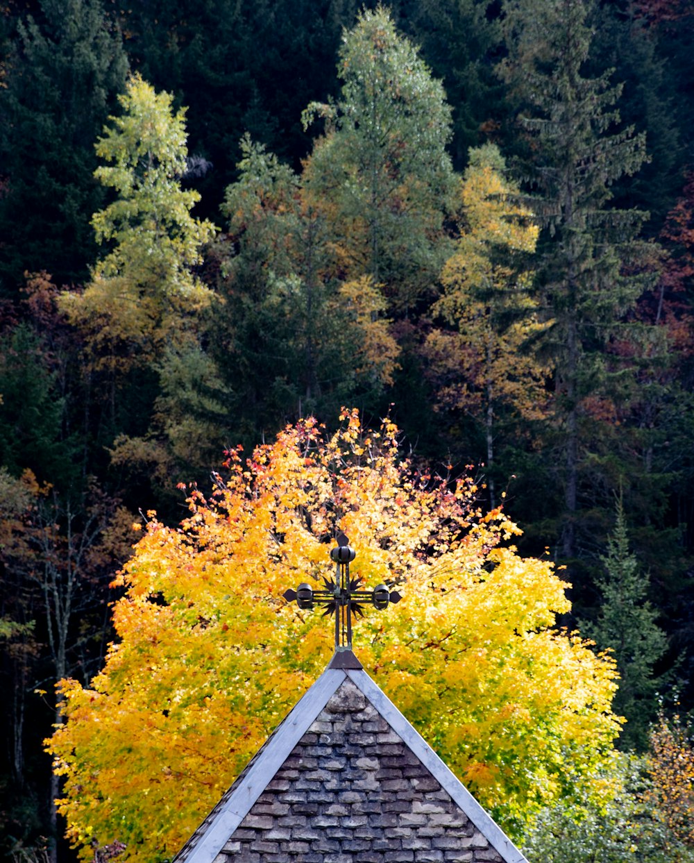 a roof with trees around it