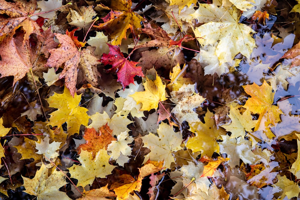 a pile of colorful leaves