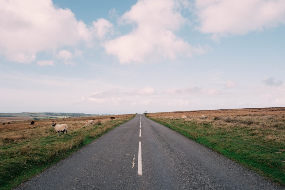 a road with sheep on it