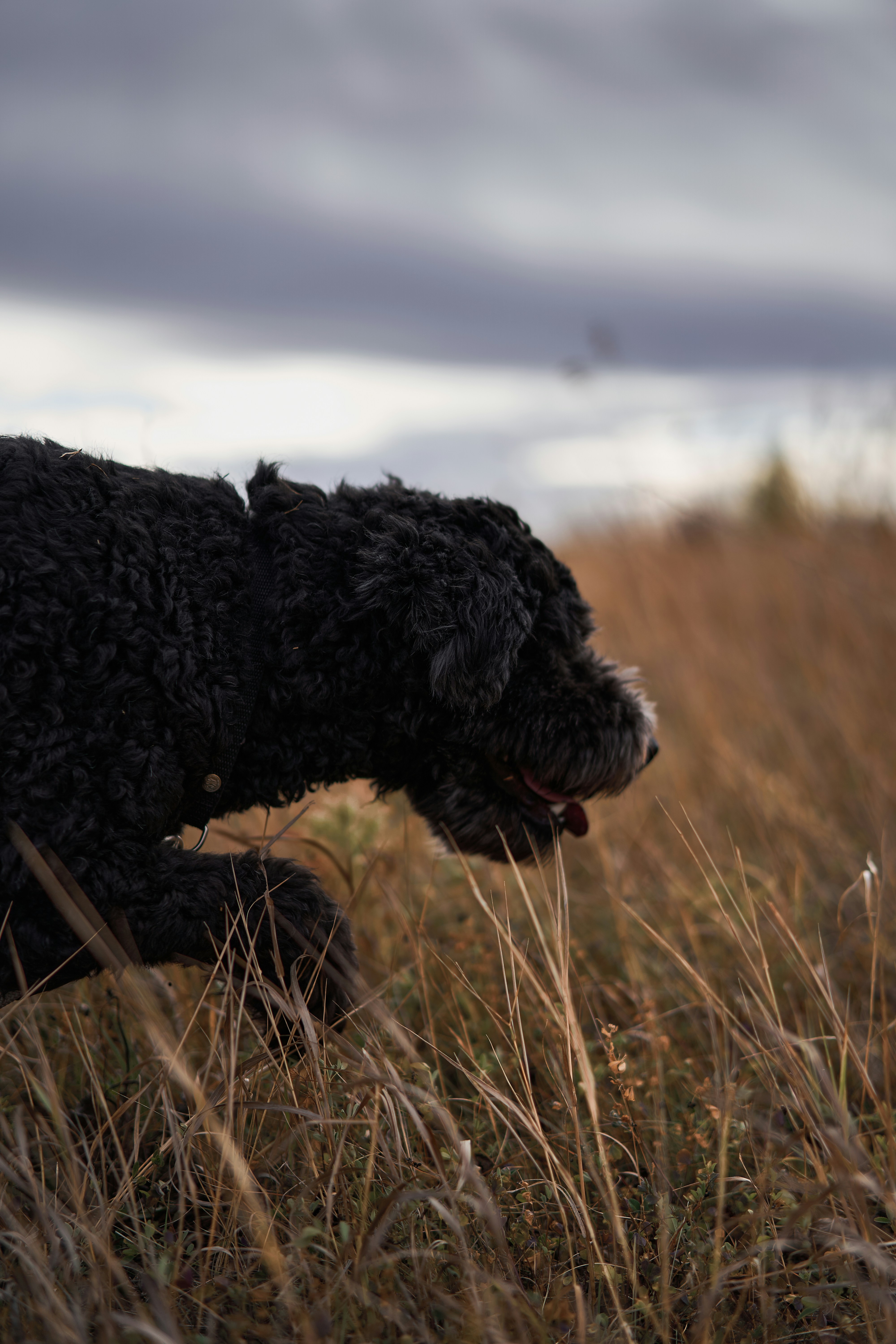a dog running through a field