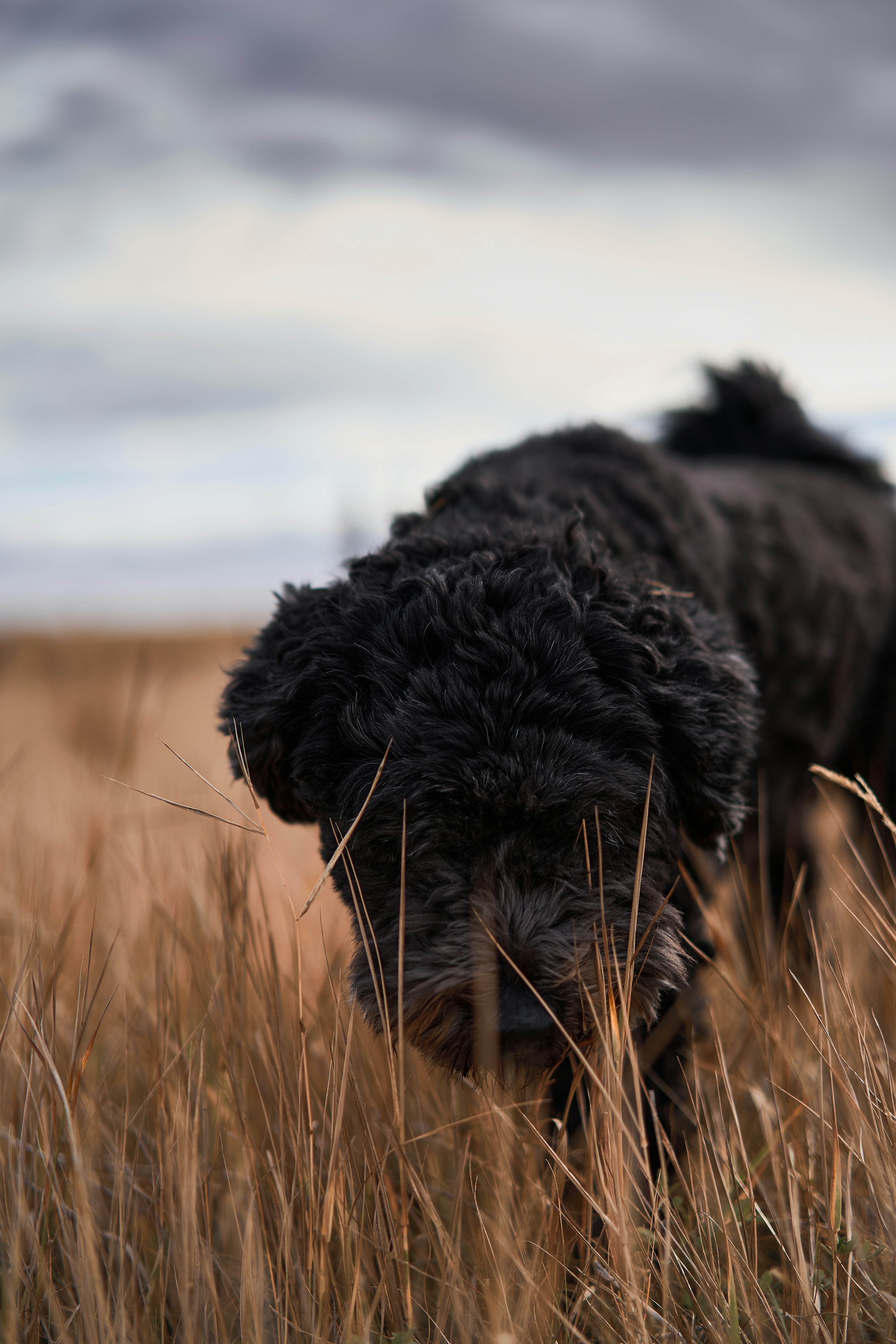 a dog in a field
