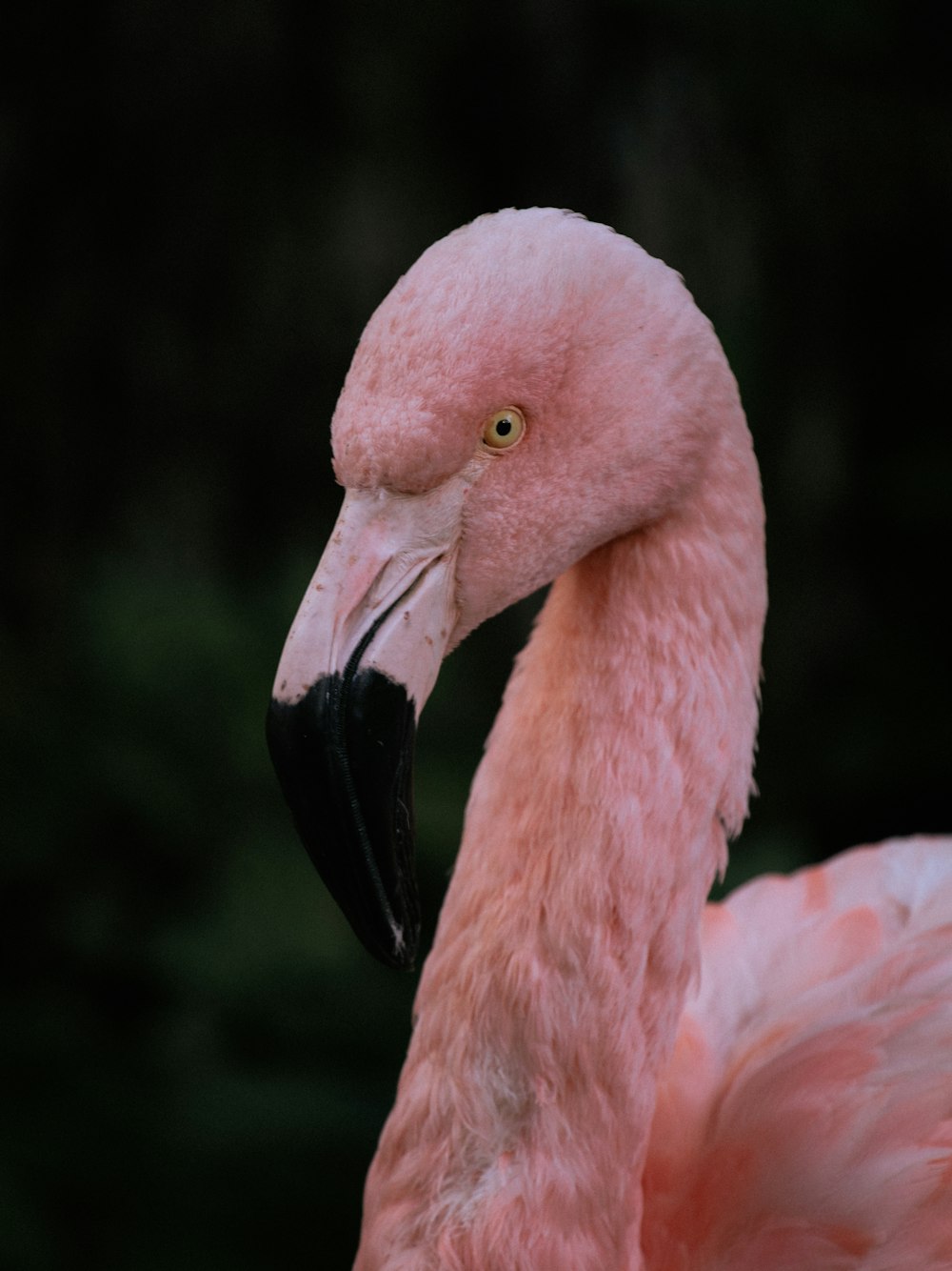 a pink flamingo with a black beak