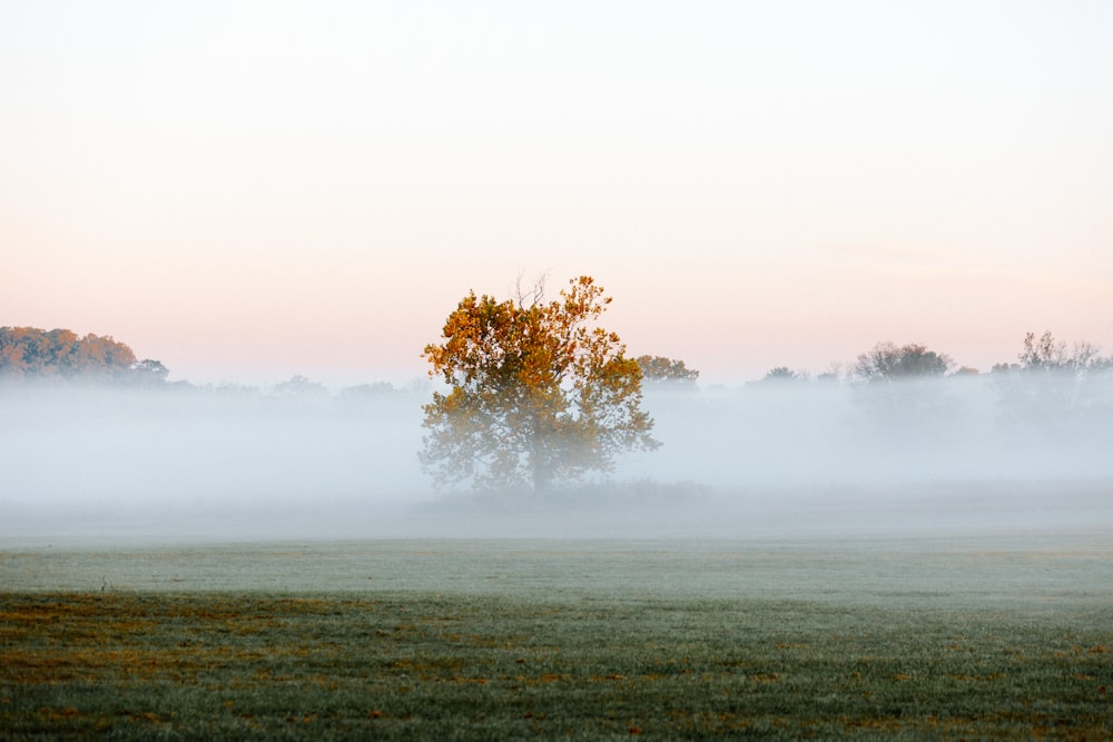 a tree in a field