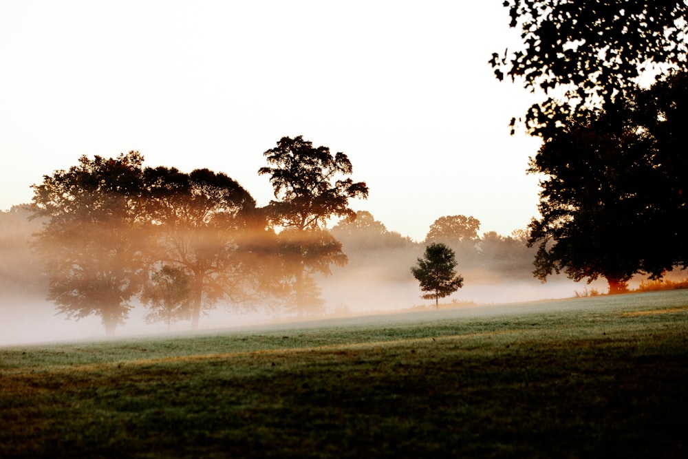 a foggy field with trees