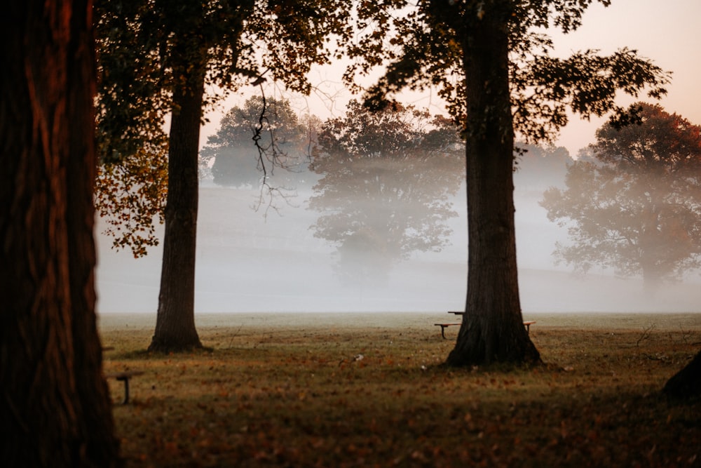 a foggy field with trees