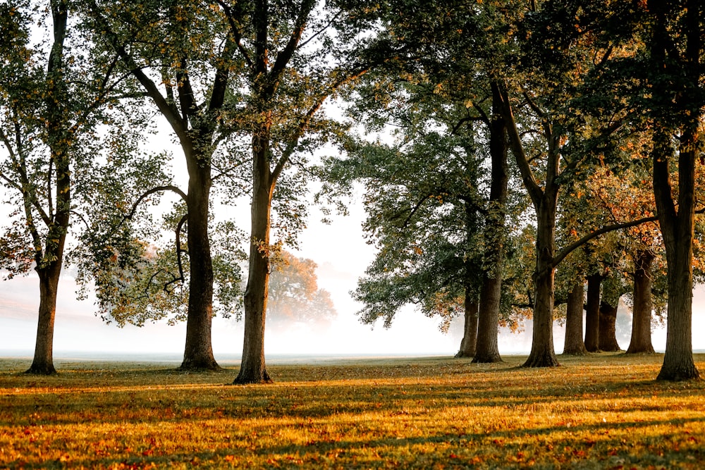 a field of yellow flowers with trees in the background