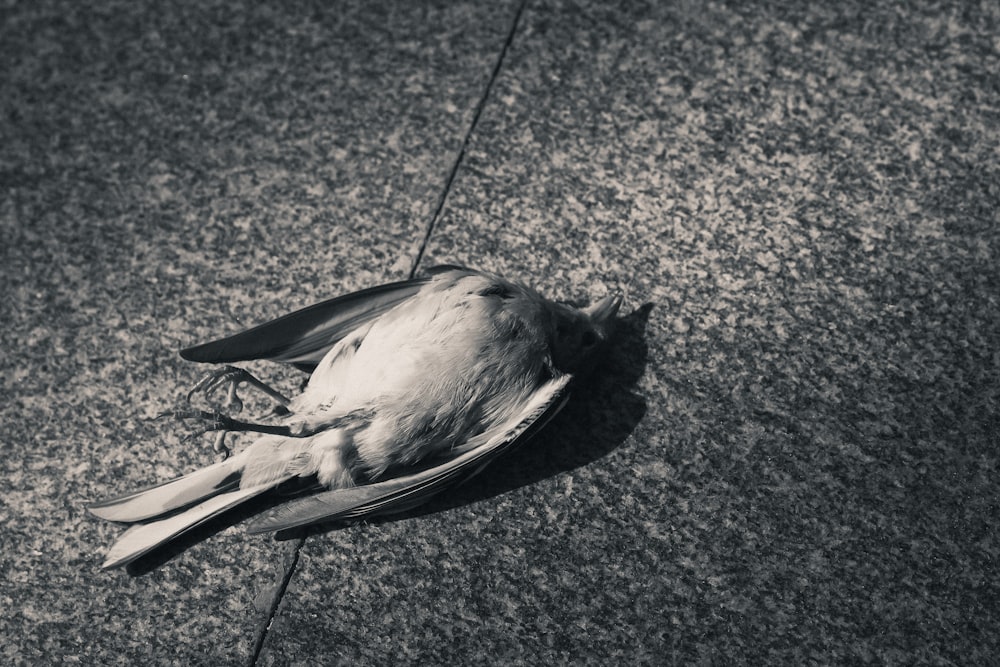 a bird lying on the ground