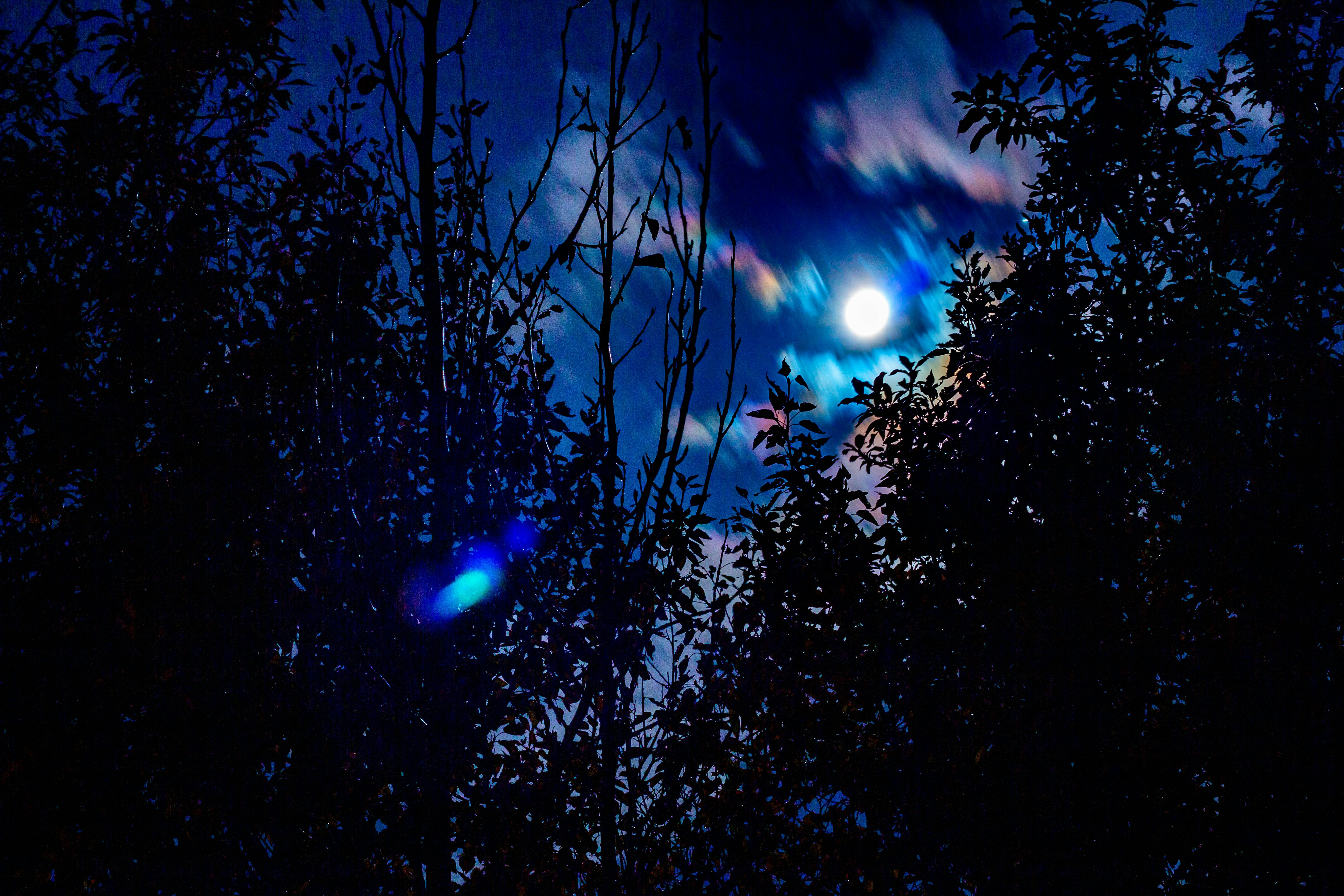a group of trees with the moon in the background