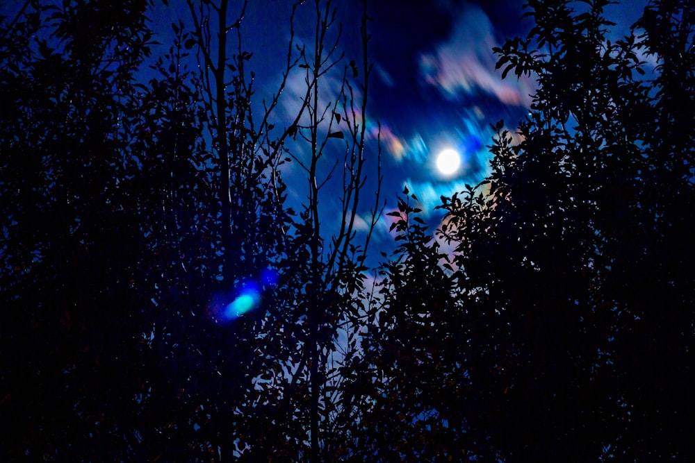 a group of trees with the moon in the background