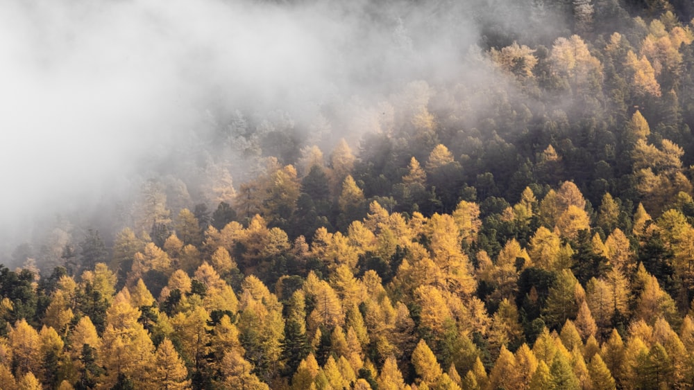 a forest of trees