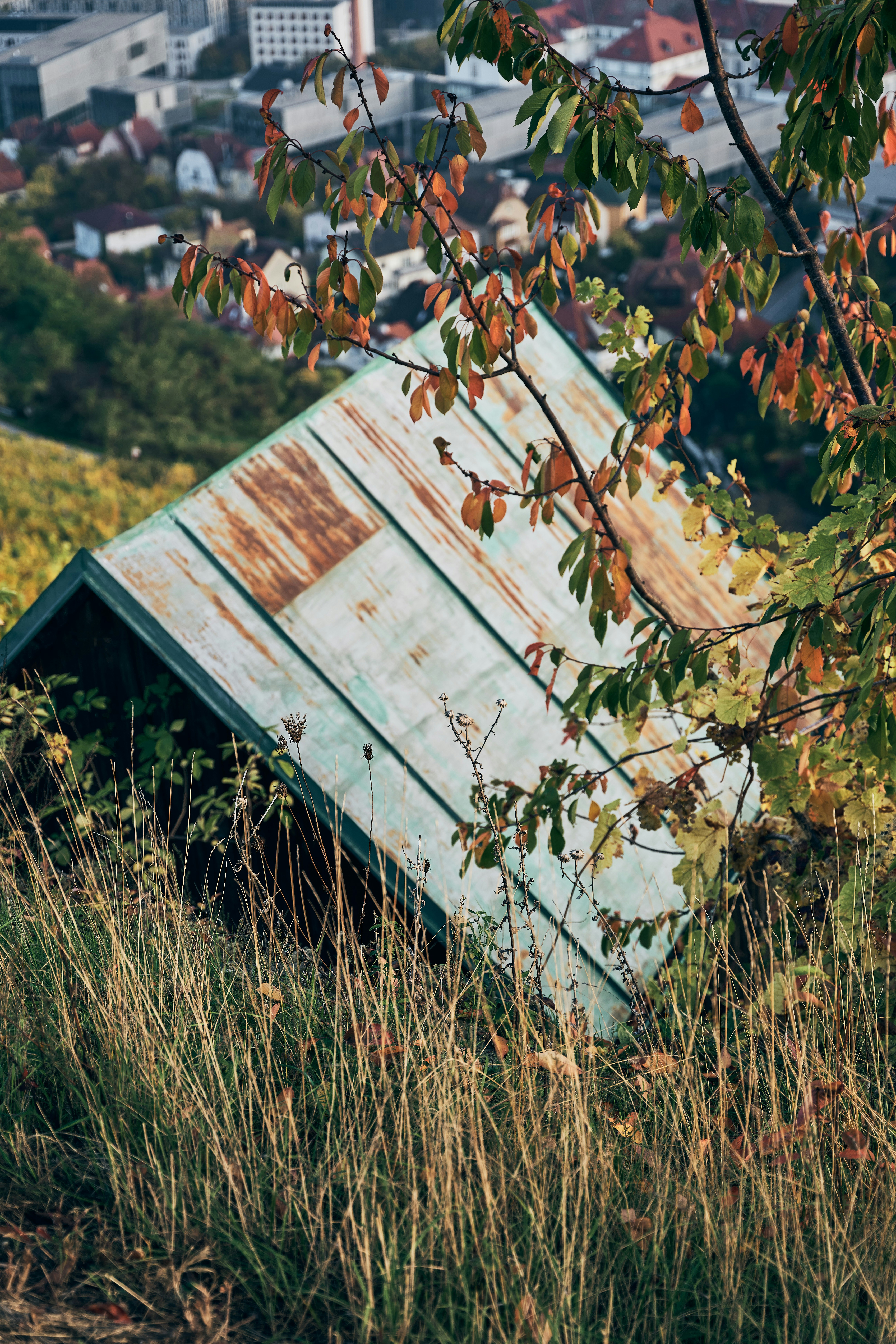 Photo by travelalphawolf