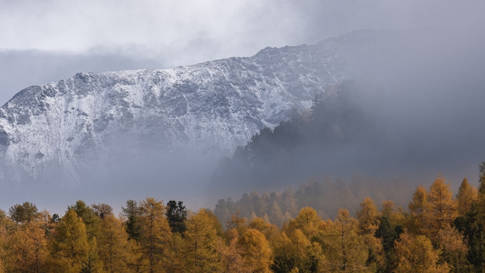 a forest in front of a mountain