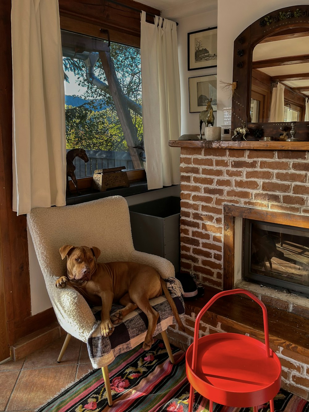 a dog sitting on a chair