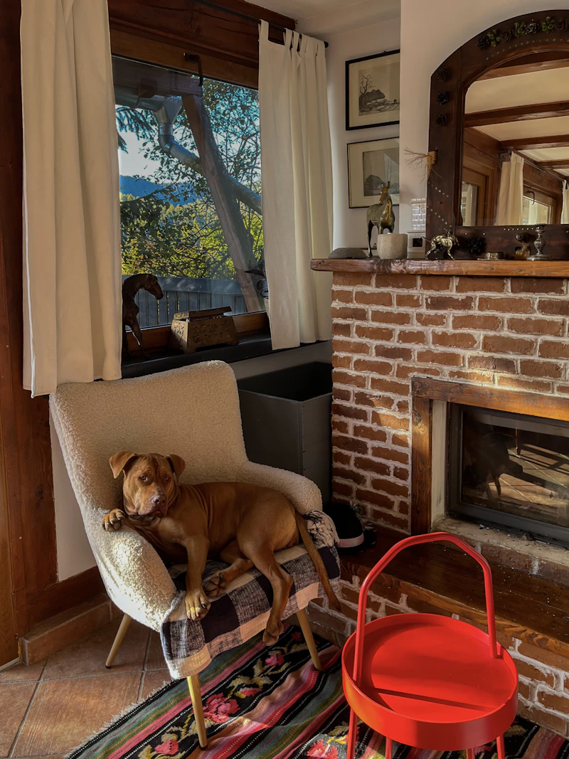 A dog resting on a chair
