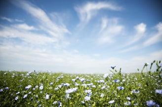 A peaceful countryside garden with blooming herbs and vegetables under a clear blue sky.