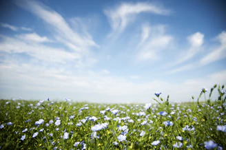 A vibrant field of orthosiphon plants under a clear blue sky.