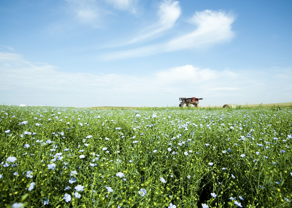 a cow in a field of flowers