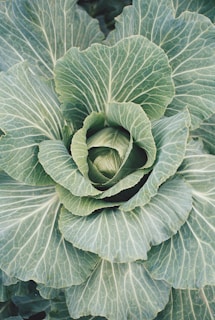 a close up of a plant of cabbage