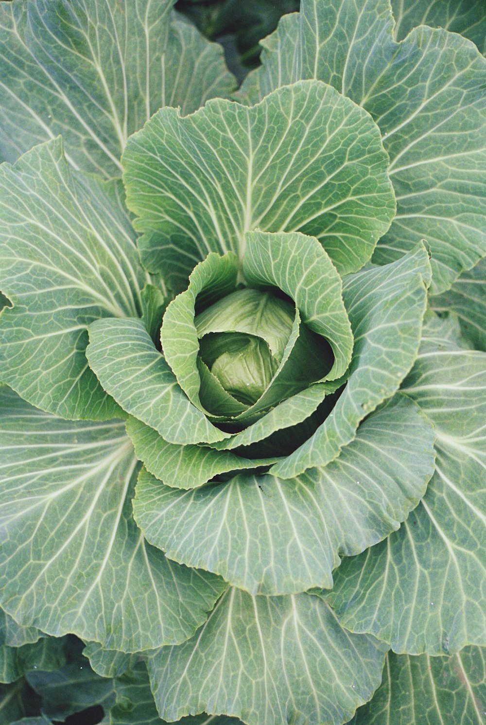 a close up of a plant