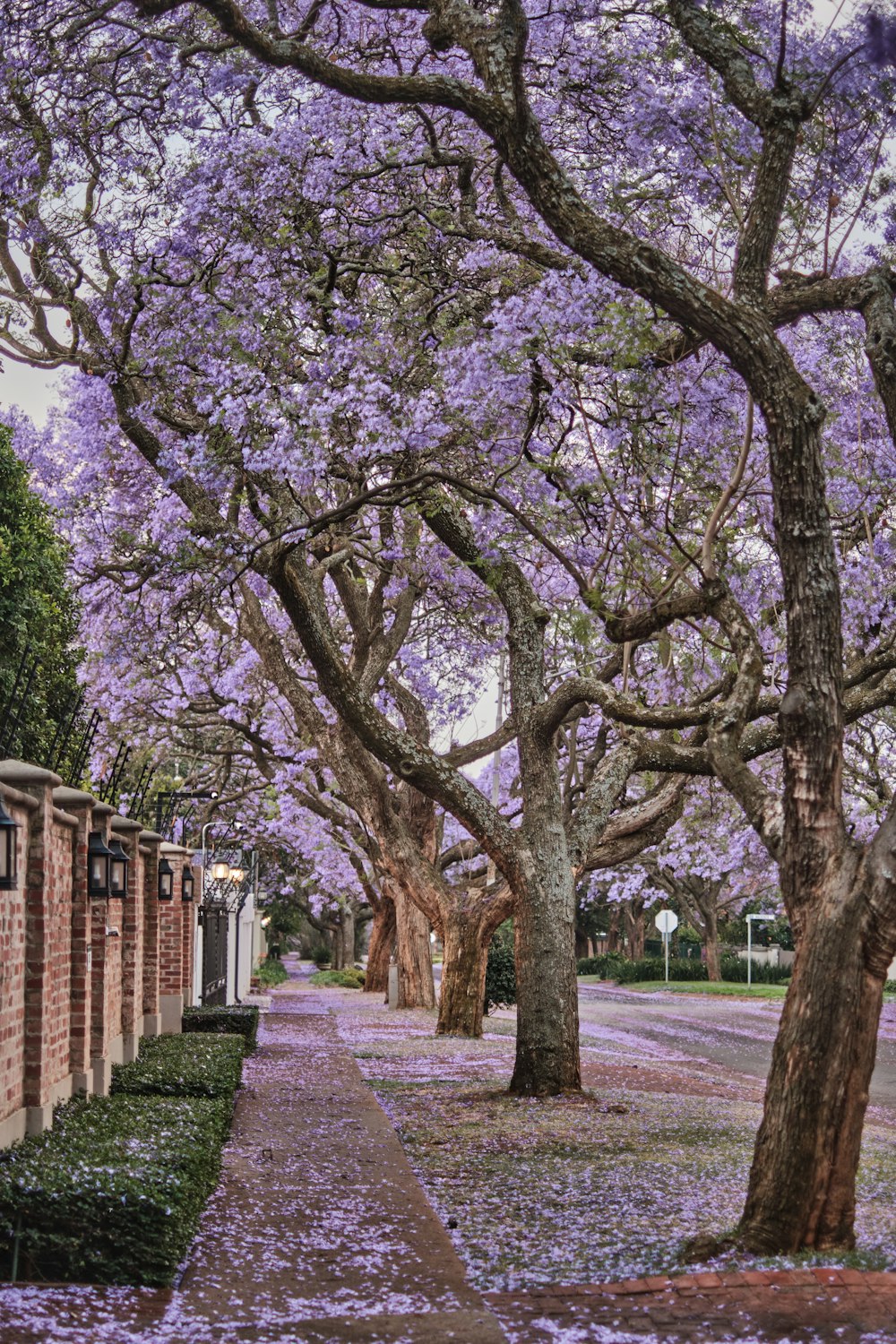 a path with trees on either side