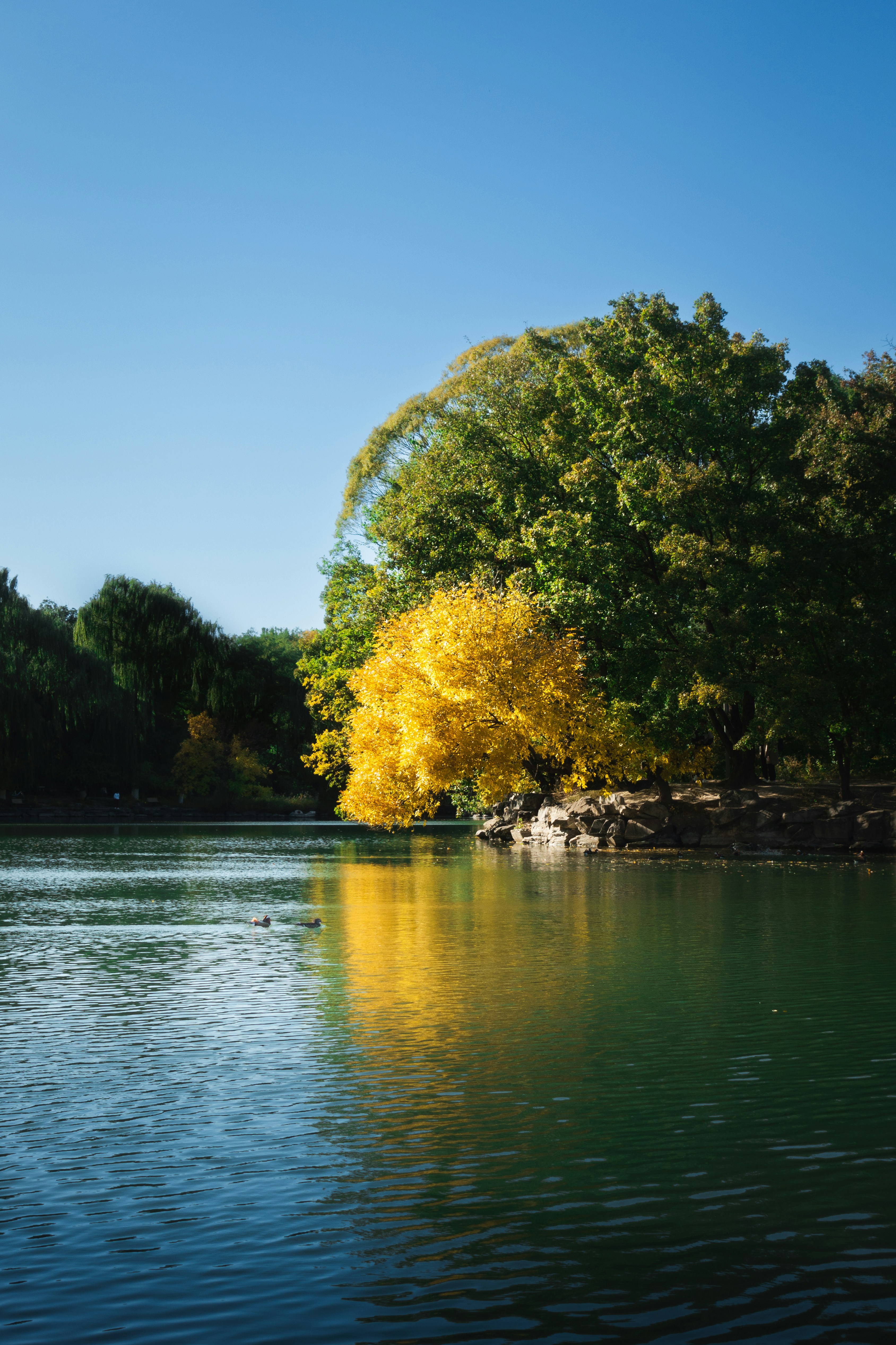 a body of water with trees around it
