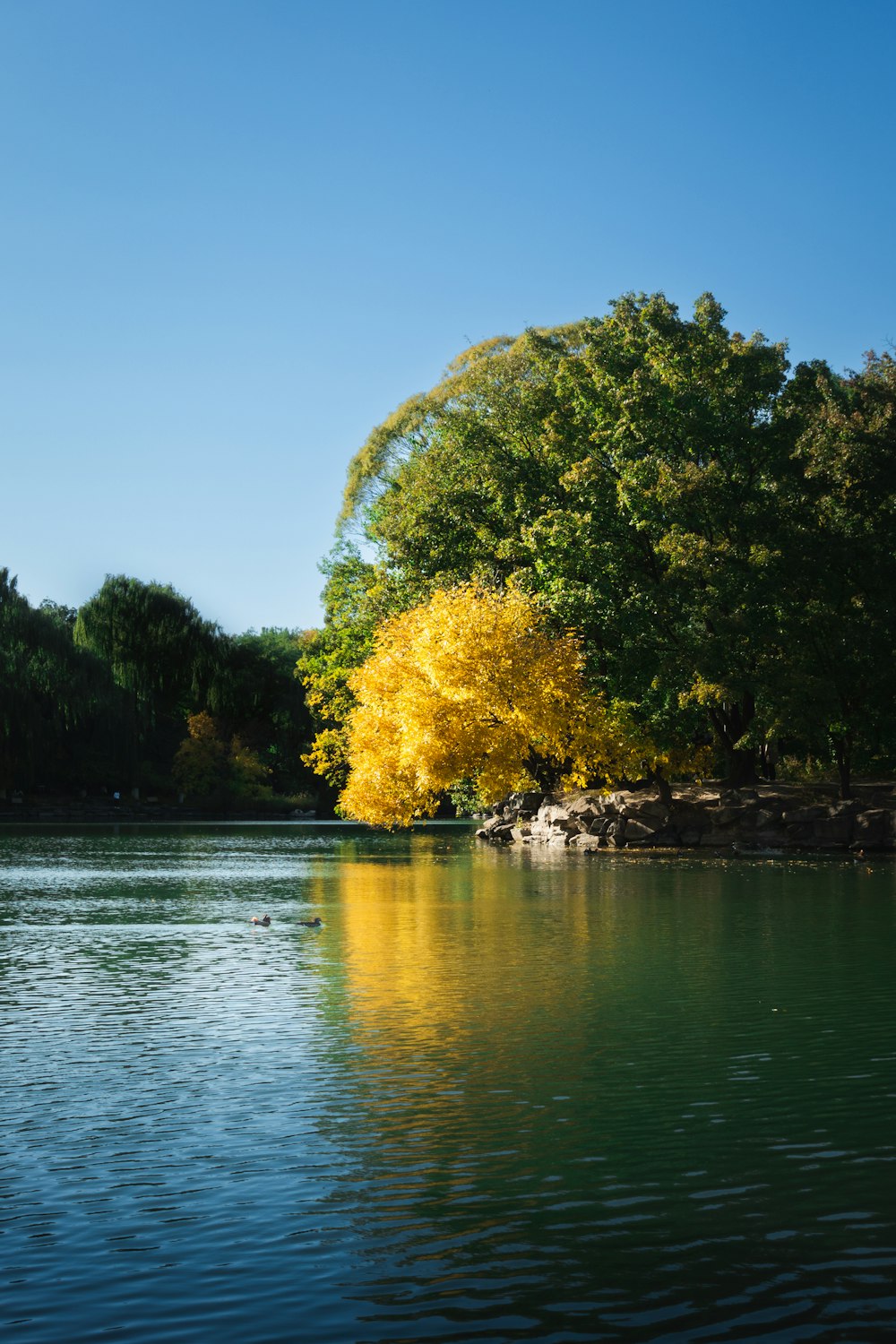 a body of water with trees around it