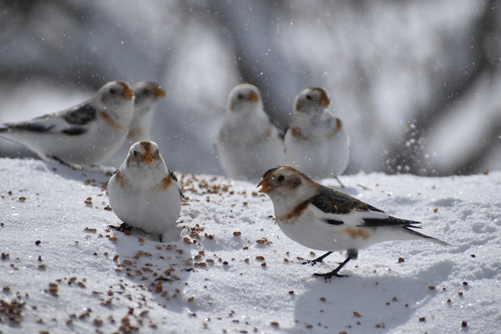 a group of birds in the snow