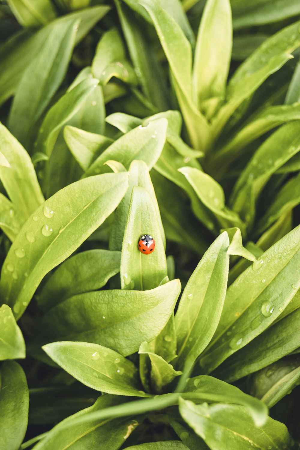 a ladybug on a leaf