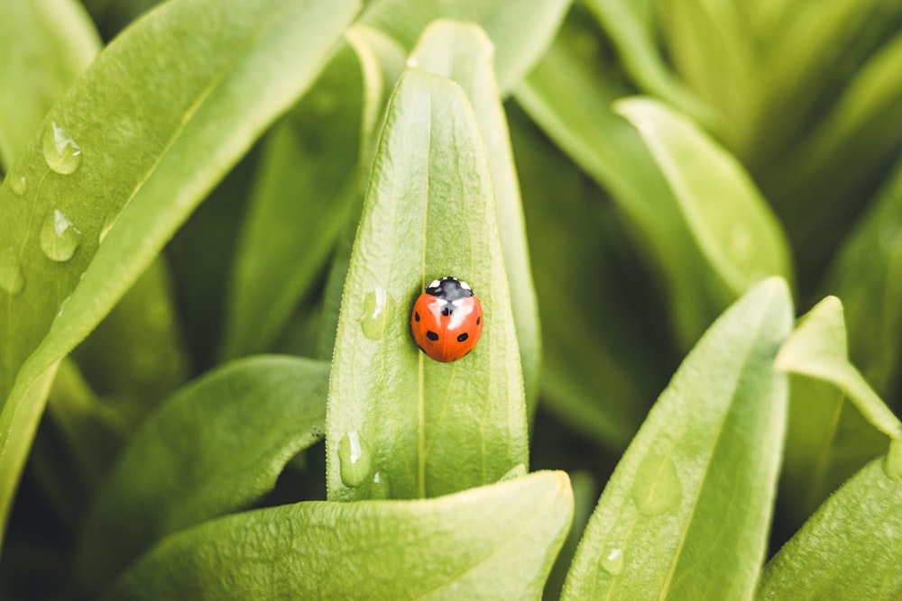 a ladybug on a leaf