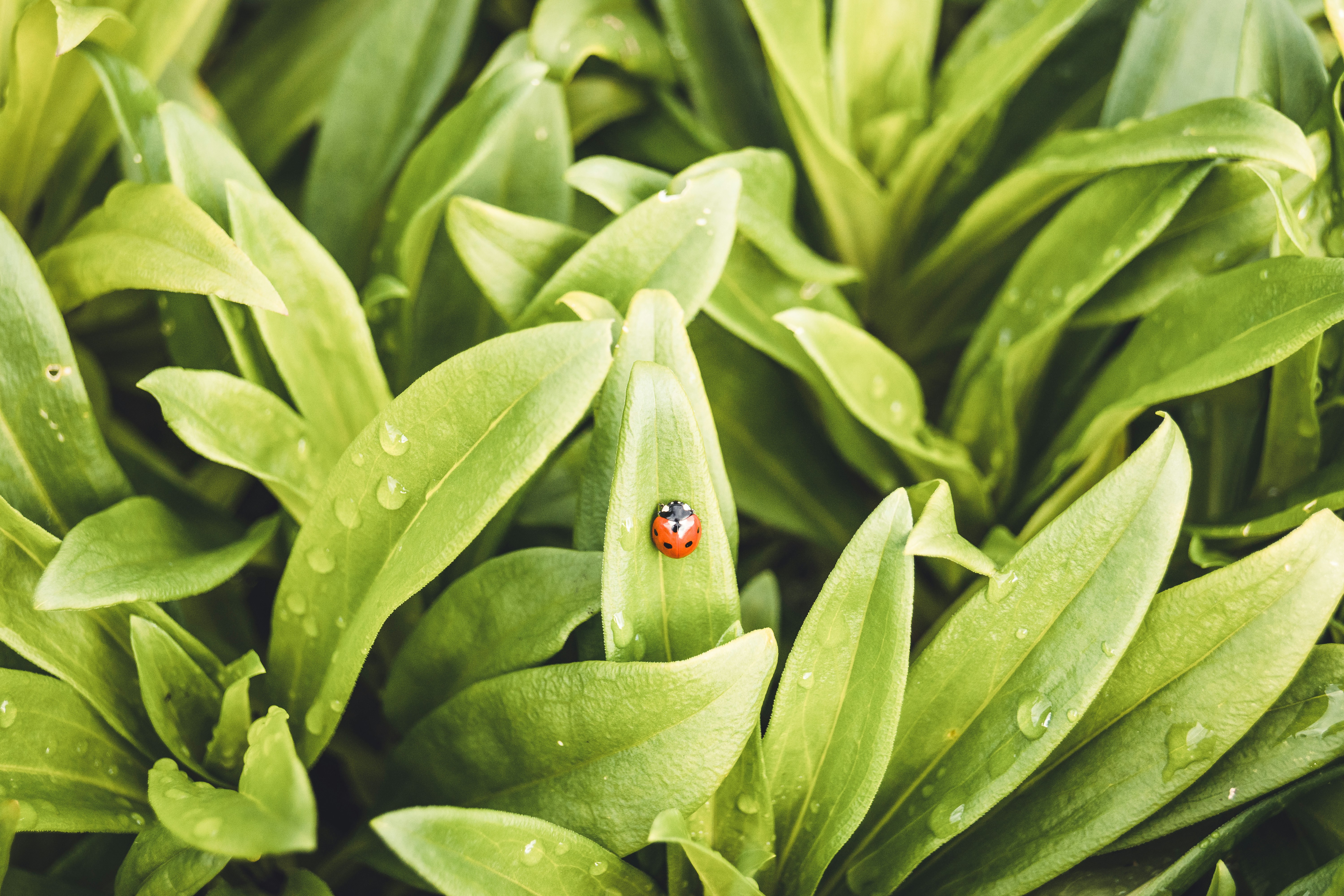 a ladybug on a leaf
