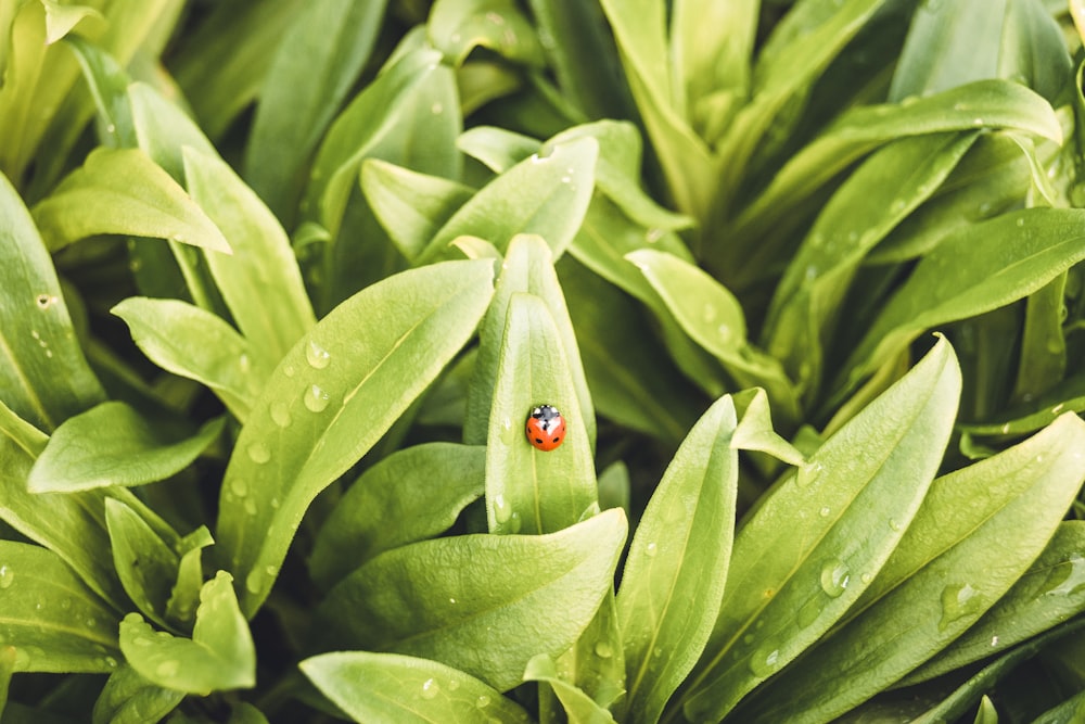 a ladybug on a leaf