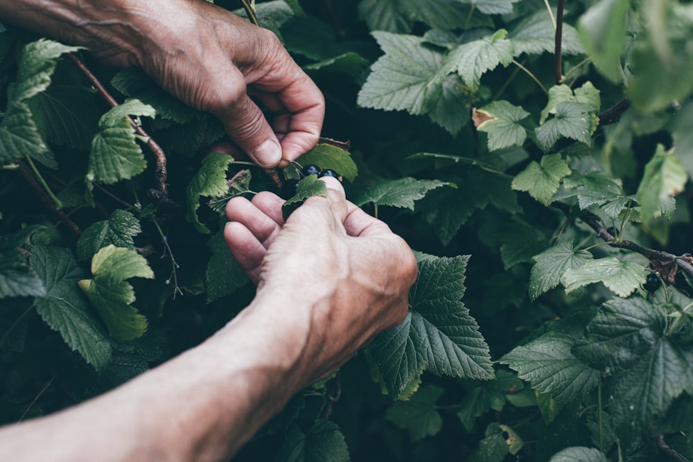 hands holding a plant