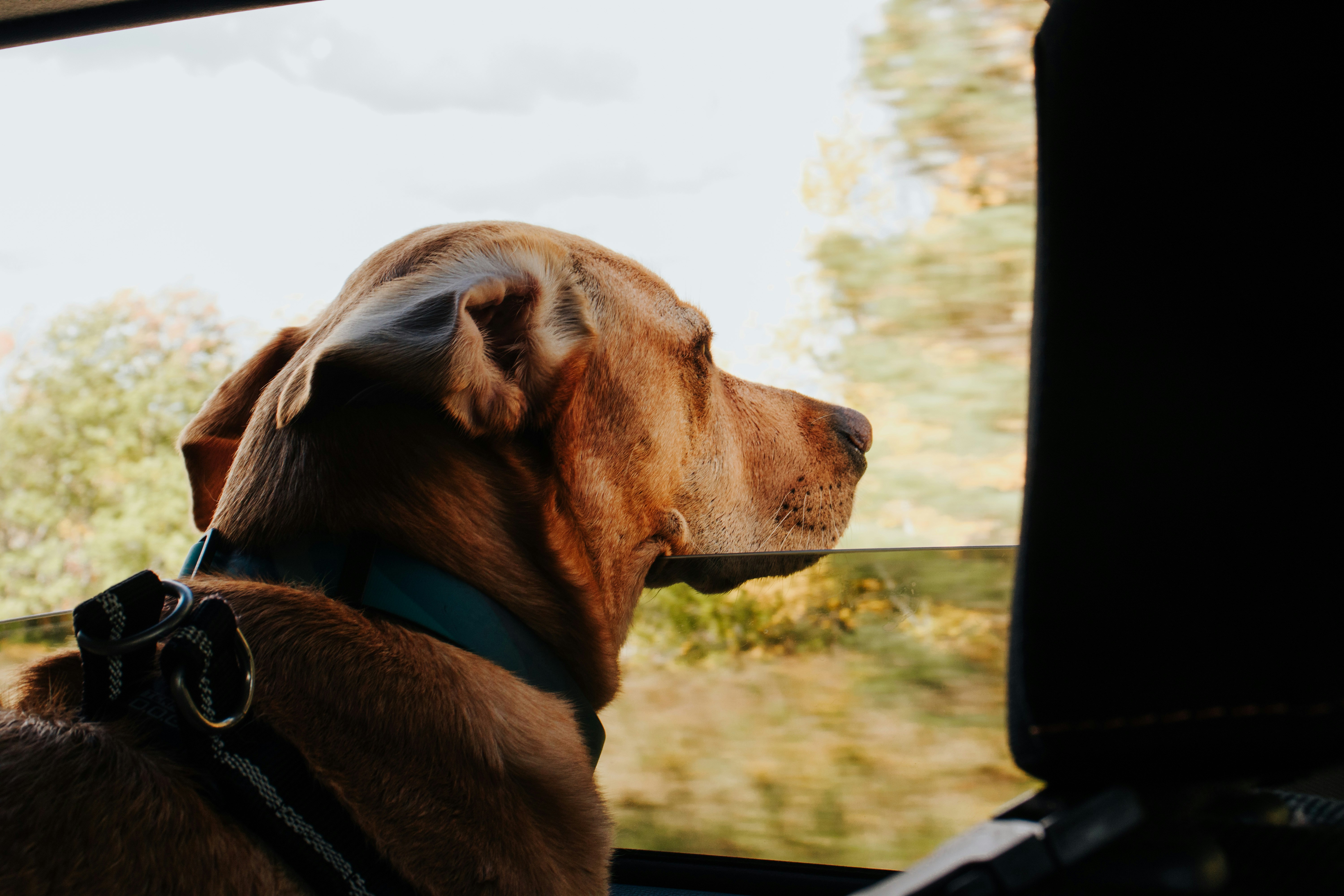 a dog looking out a car window