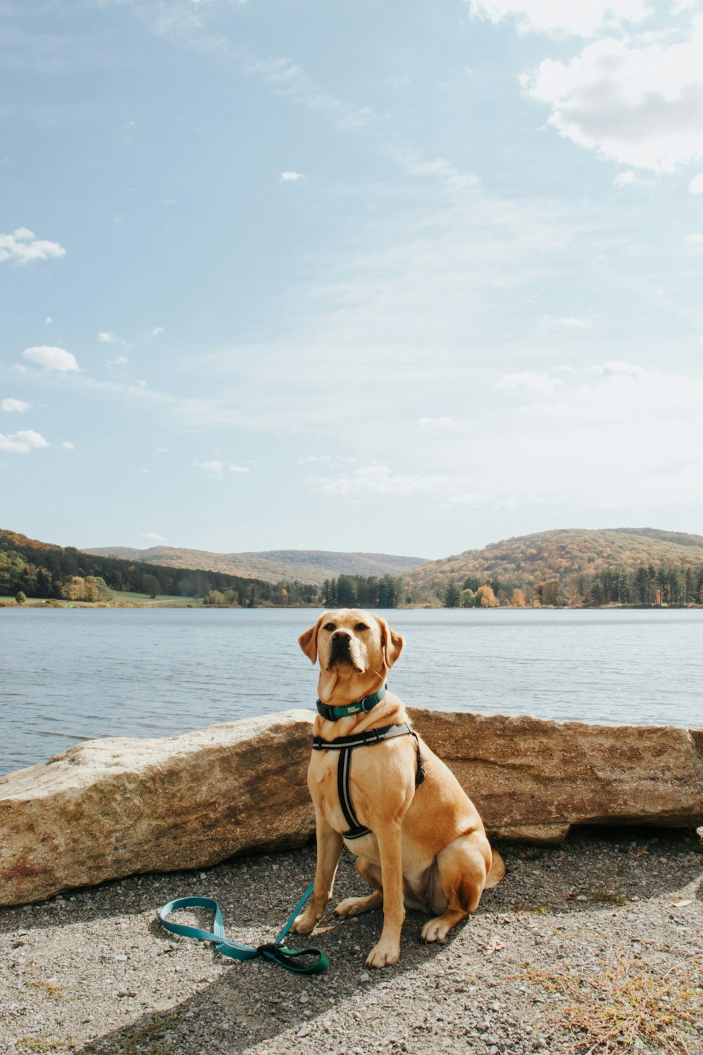 a dog sitting on a rock by a body of water