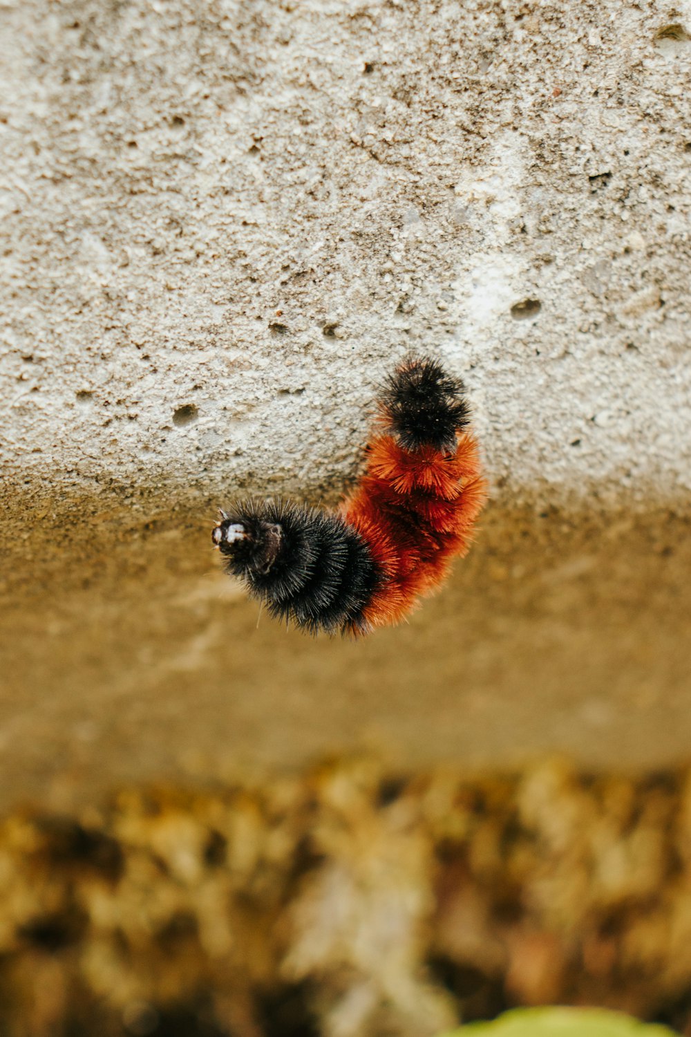a red and black caterpillar
