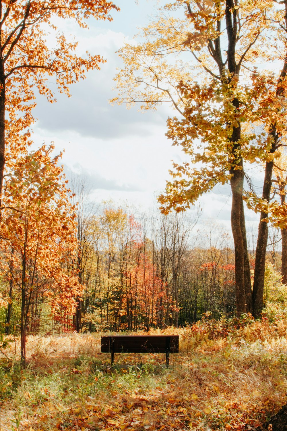 a bench in a park