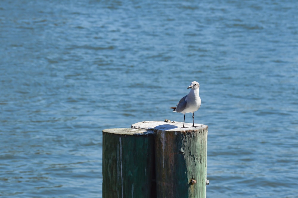 a bird on a post