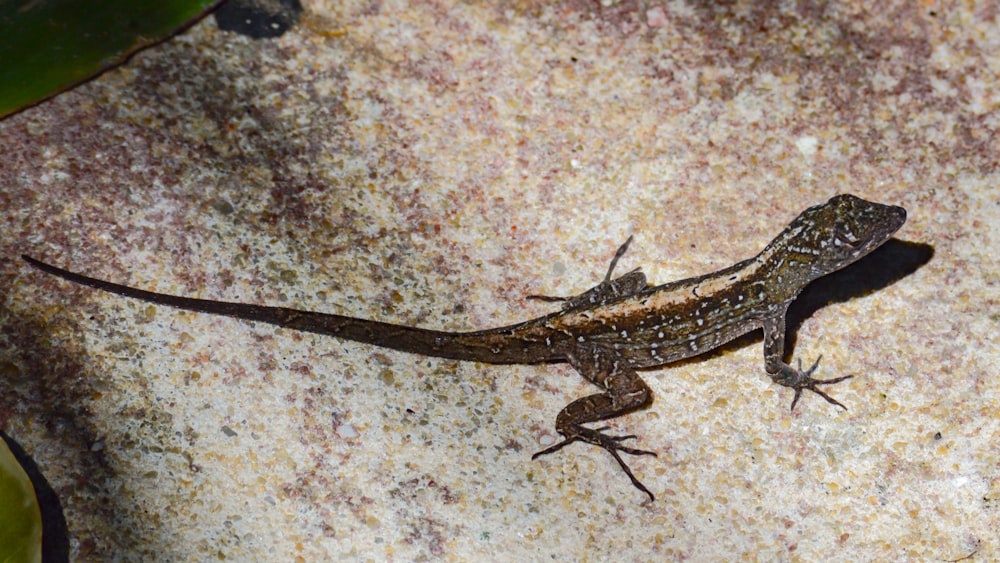 Un lézard sur un rocher