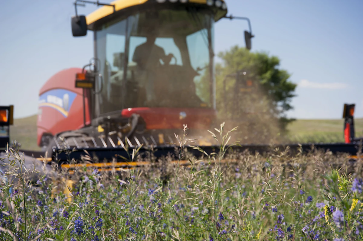 Swather cutting a field of alfalfa