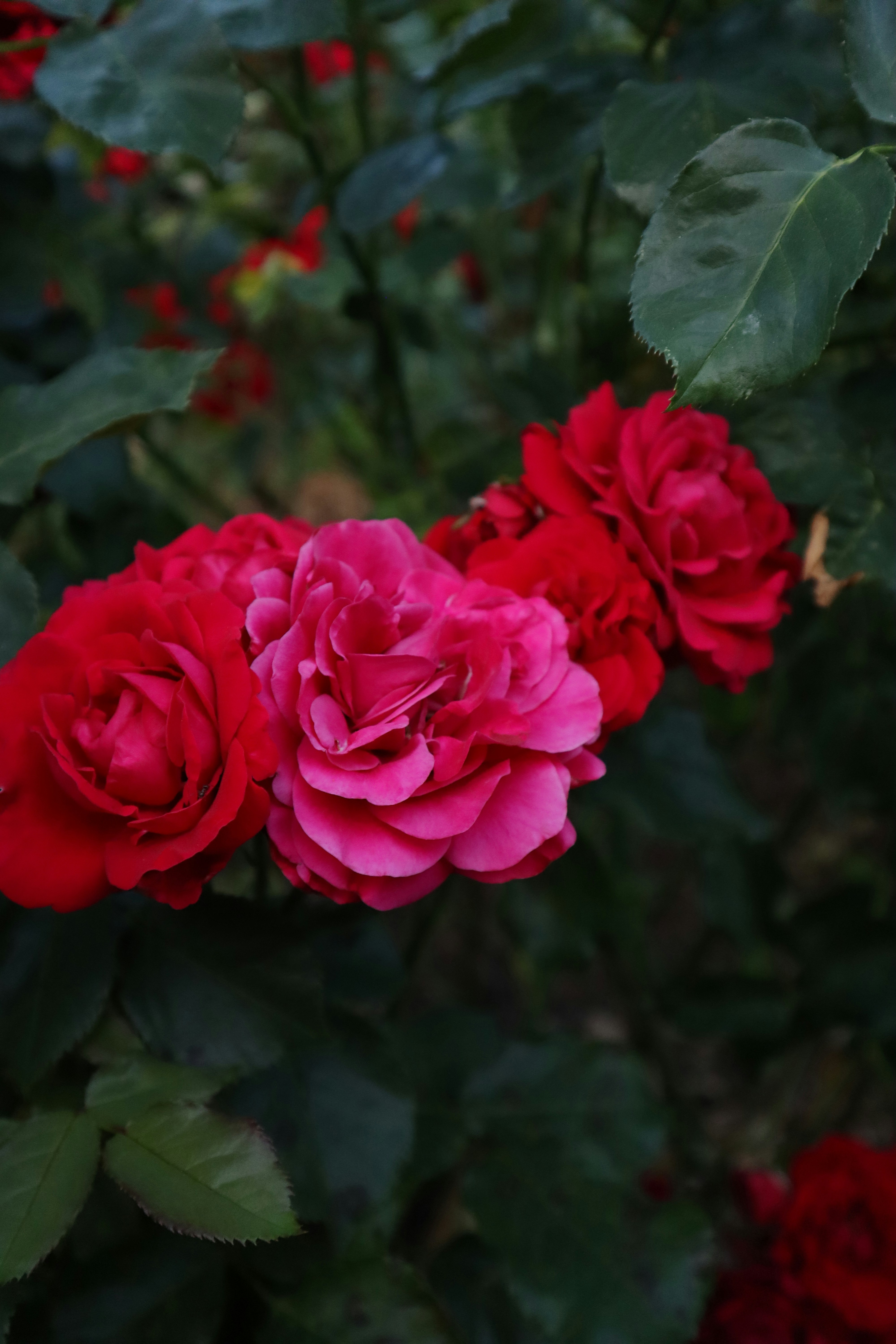 Un grupo de flores rojas