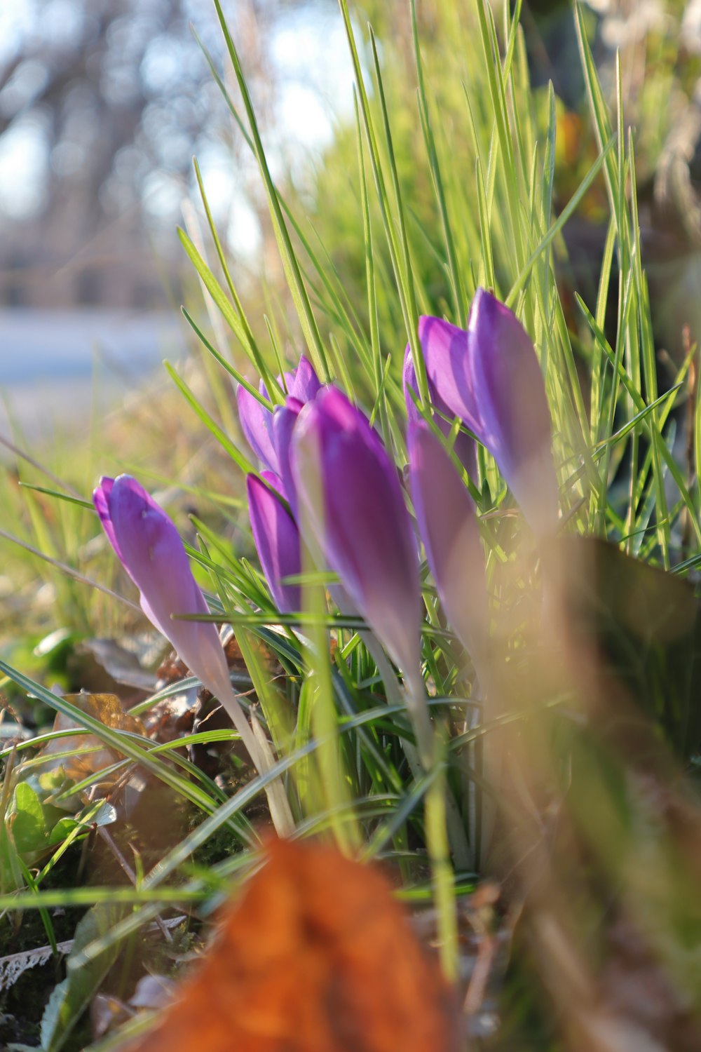 fleurs violettes dans un champ