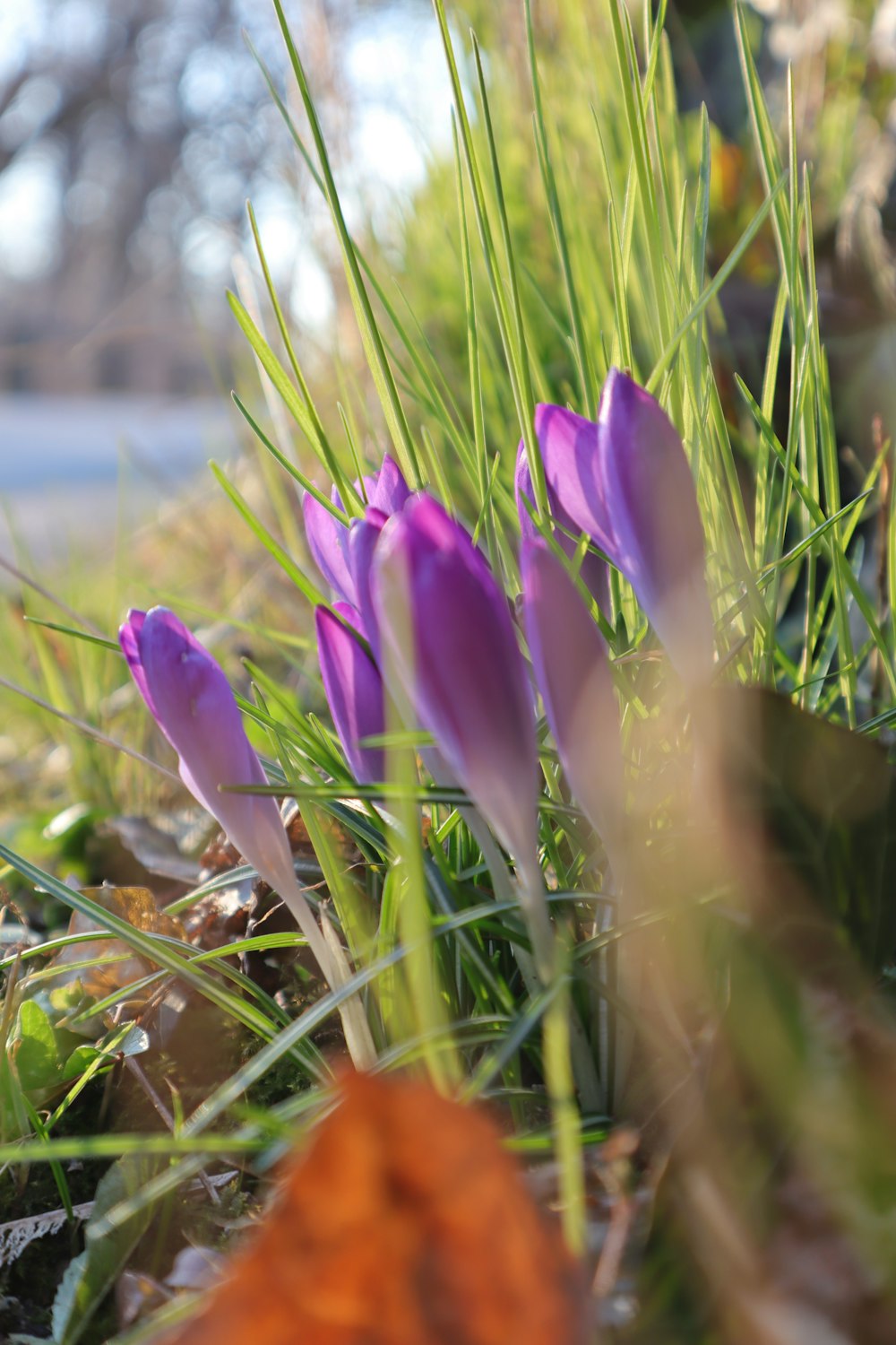 purple flowers in a field