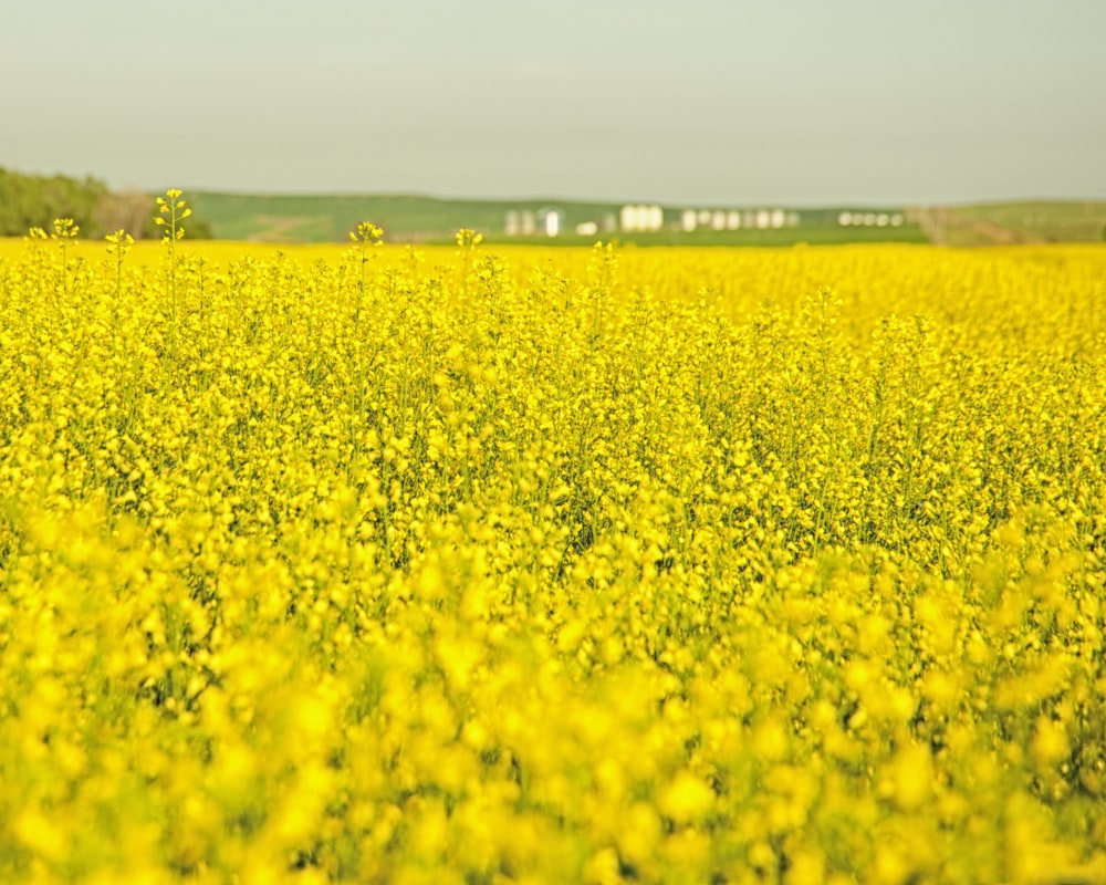 a field of yellow flowers