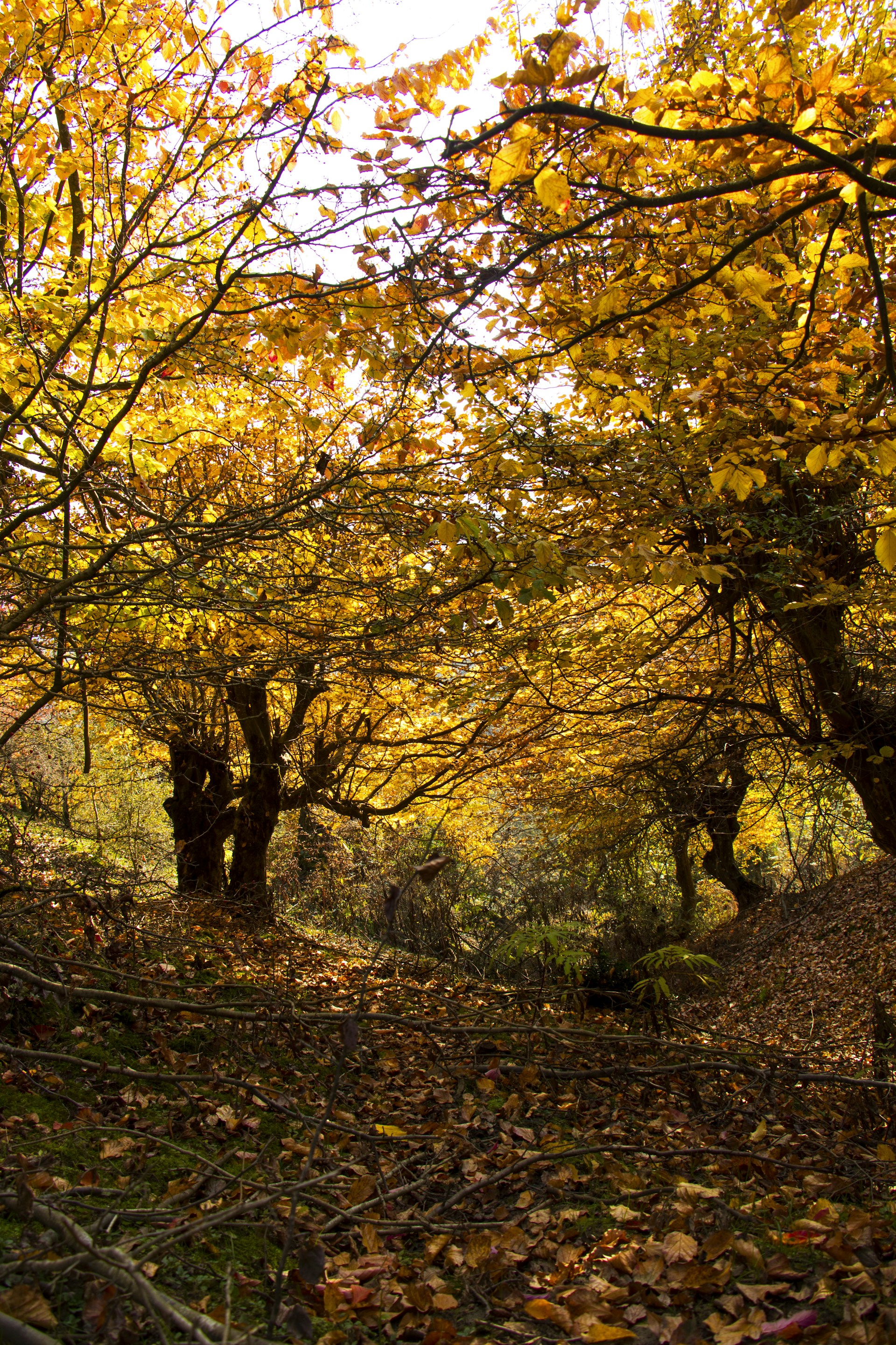 a group of trees with yellow leaves