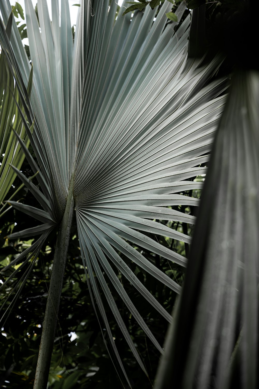 a close up of a plant