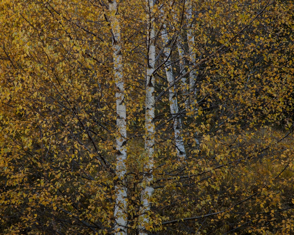 a group of trees with yellow leaves